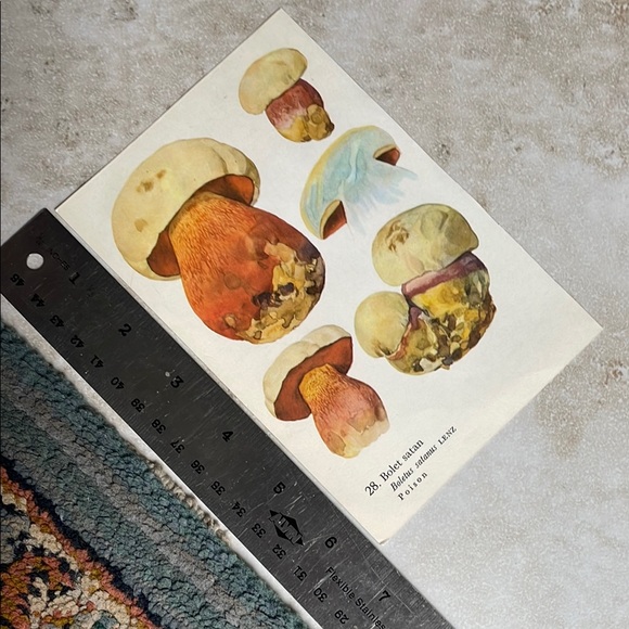 Vintage Mushroom Illustration Print - Picture 2 of 8